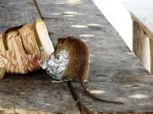 Rat stealing somebody's lunch